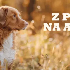 Szczeniak a karma dla dorosłych: Kiedy i jak bezpiecznie zmienić?