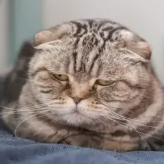 Gato atigrado con ojos tristes, acurrucado, como se despide un gato antes de morir, con una mirada melancólica.