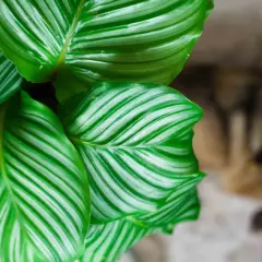Liście calathea orbifolia z zielono-białymi paskami, w tle rozmyty pies.