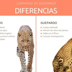 Comparación visual entre un leopardo y un guepardo, destacando sus diferencias físicas y de comportamiento.