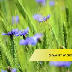 Chabry, czyli chwasty w zbożu, kwitną wśród zielonych kłosów.