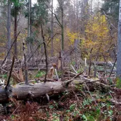 Jak zmieniła się szata roślinna - zaskakujące zmiany i ich skutki