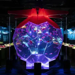 A stunning display of goldfish in a geometric aquarium, part of the immersive art installations found in Japan art museums.