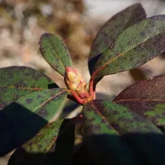 Liście rododendronu z plamami, objaw chorób rododendronów - brązowienie liści. Widoczny pąk kwiatowy.
