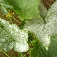 Foglie di cetriolo con macchie bianche, sintomo di oidio, una delle comuni malattie del cetriolo.