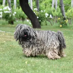 Un perro Puli con su característico pelaje rastafari, una de las razas de perros que sueltan mucho pelo, pasea por un jardín verde.