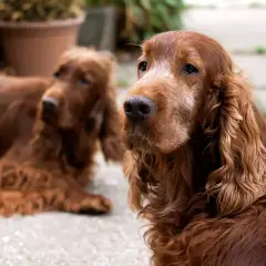 Dwa duże brązowe psy rasy Irish Setter leżą na zewnątrz, jeden z nich patrzy wprost na widza.