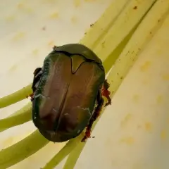 Scarabeo Popillia japonica, insetto che causa danni alle piante, si posa sui pistilli di un fiore.