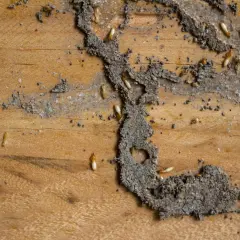 Piccole termiti biancastre scavano gallerie nel legno, lasciando tracce di terra e detriti.