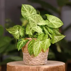 Syngonium Pixie w plecionym koszyku, z liśćmi w odcieniach zieleni i kremu, na drewnianym pniu.