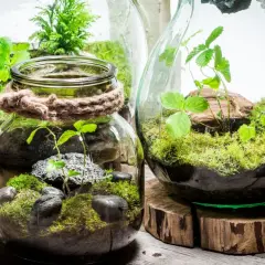 Kleine grüne Welten im Glas: So kannst du einen flaschengarten selber machen. Moos, Steine und zarte Pflanzen in Gläsern.