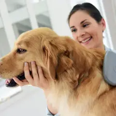 Golden Retriever: Sierść czy włosy? Prawda o pielęgnacji i alergiach