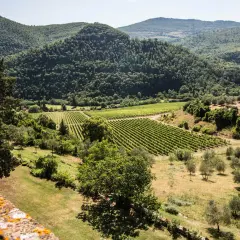 Widok z murów Castello del Trebbio na toskańskie wzgórza, winnice i gaje oliwne.
