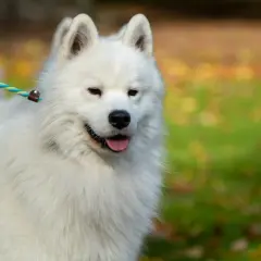 Uroczy samoyed z gęstą, białą sierścią, która sprawia, że wygląda jak chmurka. Czy samoyed ma włosy? Oczywiście, i to jakie!