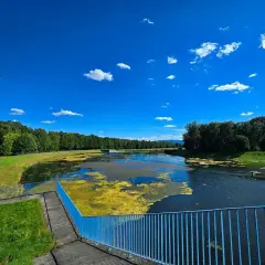 Błękitne niebo nad jeziorem goczałkowickim, porośniętym zielenią i żółtym zakwitem.