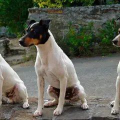 Tres perros bodegueros, blancos con manchas negras y marrones, sentados en un muro de piedra.