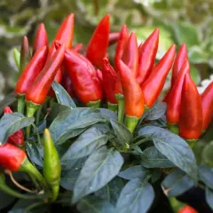 Leuchtend rote Peperoni wachsen dicht an einem Strauch. Einige grüne Chilis sind ebenfalls zu sehen.