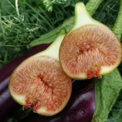 Två halverade fikon med saftigt, rött fruktkött ligger på mörklila aubergine och gröna blad. En härlig skörd från att odla fikon.