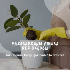 Przesadzanie fikusa w żółtych rękawiczkach. Dowiedz się, jak zrobić to dobrze, jaka ziemia i kiedy jest najlepszy czas.