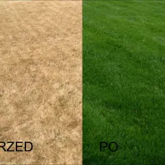 Podzielony obraz trawnika: po lewej stronie sucha, brązowa trawa z napisem "PRZED", po prawej soczysta, zielona trawa z napisem "PO".