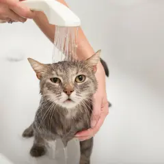 ¿Es bueno bañar a los gatos? Lo que debes saber para su bienestar