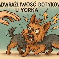 Agresywny york? Niekoniecznie! Ten obrazek pokazuje, że nadwrażliwość dotykowa u yorków może prowadzić do reakcji obronnych, a nie wrodzonej agresji.
