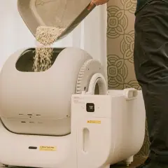 Persona vierte arena de tofu en una caja de arena automática para gatos.