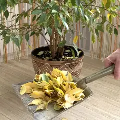 Łopatka zbiera opadłe liście z doniczki fikusa Benjamina.