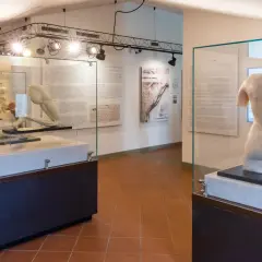 Modelli anatomici in esposizione in un museo nel vinci centro storico.