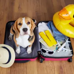 Beagle w walizce gotowy na wakacje. W środku ubrania, okulary, mapa, dmuchana kaczka i samolot. Idealne miejsce dla podróżujących z psem, dog friendly!