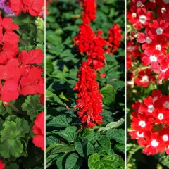 Trzy rodzaje czerwonych kwiatów doniczkowych: pelargonie, szałwia i werbena.