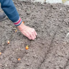 Dłoń sadzi małe cebulki, z których wyrośnie piękny kwiat cebuli.
