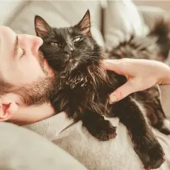 Un homme câline son chat noir. Le chat patoune sur sa poitrine, signe de bien-être et d'affection.
