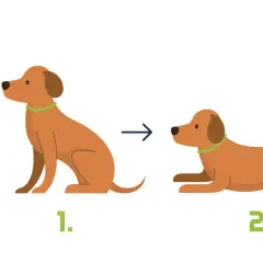 Schritt-für-Schritt-Anleitung, wie man einem Hund das "Platz"-Kommando beibringt: Erst sitzt der Hund, dann liegt er.
