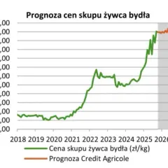 Ceny skupu byków (styczeń 2026): Zobacz, ile naprawdę możesz zyskać