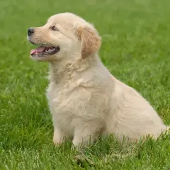 Uroczy, krótkowłosy golden retriever siedzi na zielonej trawie, patrząc w bok z otwartym pyszczkiem.