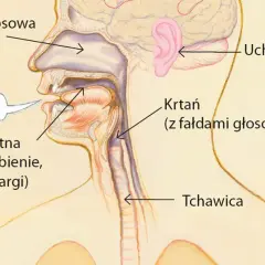 Przekrój narządów mowy i słuchu. Jama ustna, nosowa i krtań z fałdami głosowymi tworzą dźwięk mowy, który dociera do ucha.