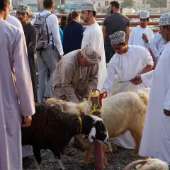 Oman: mężczyźni w tradycyjnych strojach przygotowują zwierzęta na targu. W tle widać inne osoby i budynki.