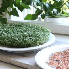 En tallrik med frodig krasse som växer på papper. Bredvid en annan tallrik med krassefrön redo att gro.