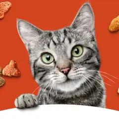 A tabby cat peeks over a white surface, surrounded by kibble. Is Meow Mix good for cats? This cat seems to think so!