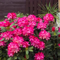 Krzew rododendronu z obfitymi, różowymi kwiatami, gotowy na domowy nawóz do rododendronów.