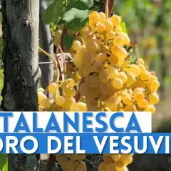 Grappoli dorati di uva Catalanesca del Vesuvio, "l'oro del Vesuvio", pendono da una vite.