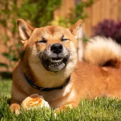 Szczęśliwy pies rasy Shiba Inu z zamkniętymi oczami gryzie kawałek chleba. Czy psy mogą jeść chleb? Ten pies zdaje się cieszyć!