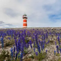 Rött och vitt fyr på Gotland, omgivet av lila blommor och en stenmur.