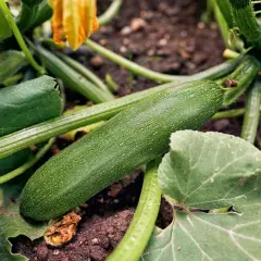 Une courgette verte mûrit sur sa plante, prête à être cueillie. Le plaisir de planter courgettes.