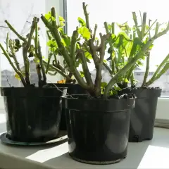 Pelargonie w doniczkach na parapecie, z młodymi pędami. Czy pelargonia jest wieloletnia? Tak, przy odpowiedniej pielęgnacji.