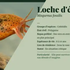 Une loche d'étang, poisson orange tacheté, vit sous la vase des eaux douces et peut survivre dans une eau dénuée d'oxygène.