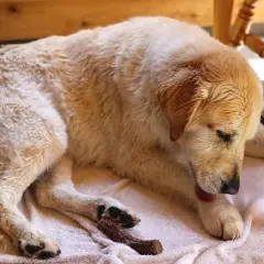 Perro dorado descansando en una toalla, se lame mucho las patas.