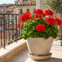 Gerani rossi fioriti in un vaso di terracotta, perfetti piante da davanzale esterno, su un balcone con vista su tetti cittadini.