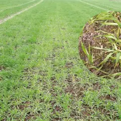 Champ de blé jeune montrant des symptômes de carence en manganèse, avec des feuilles jaunies et des traînées claires.